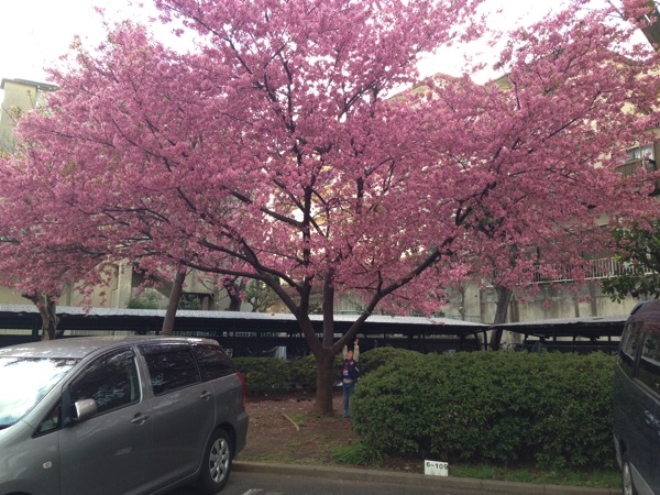 河津桜でパシャリ